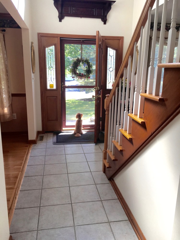 Puppy looking out front door