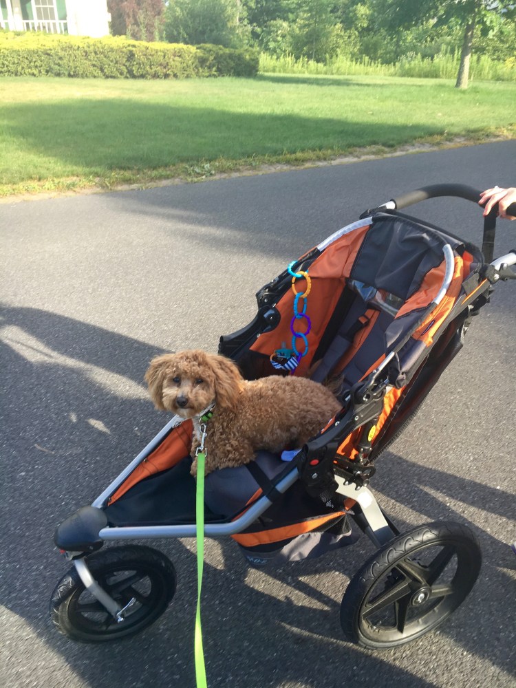 Puppy in a stroller