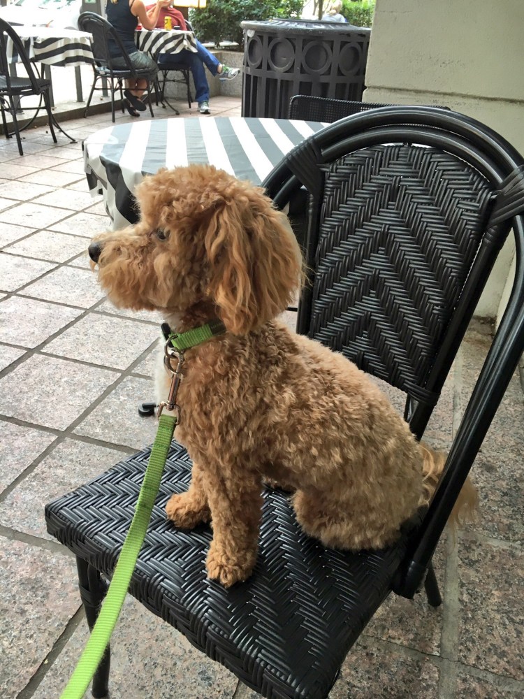 Puppy eating outside at Amélie's uptown