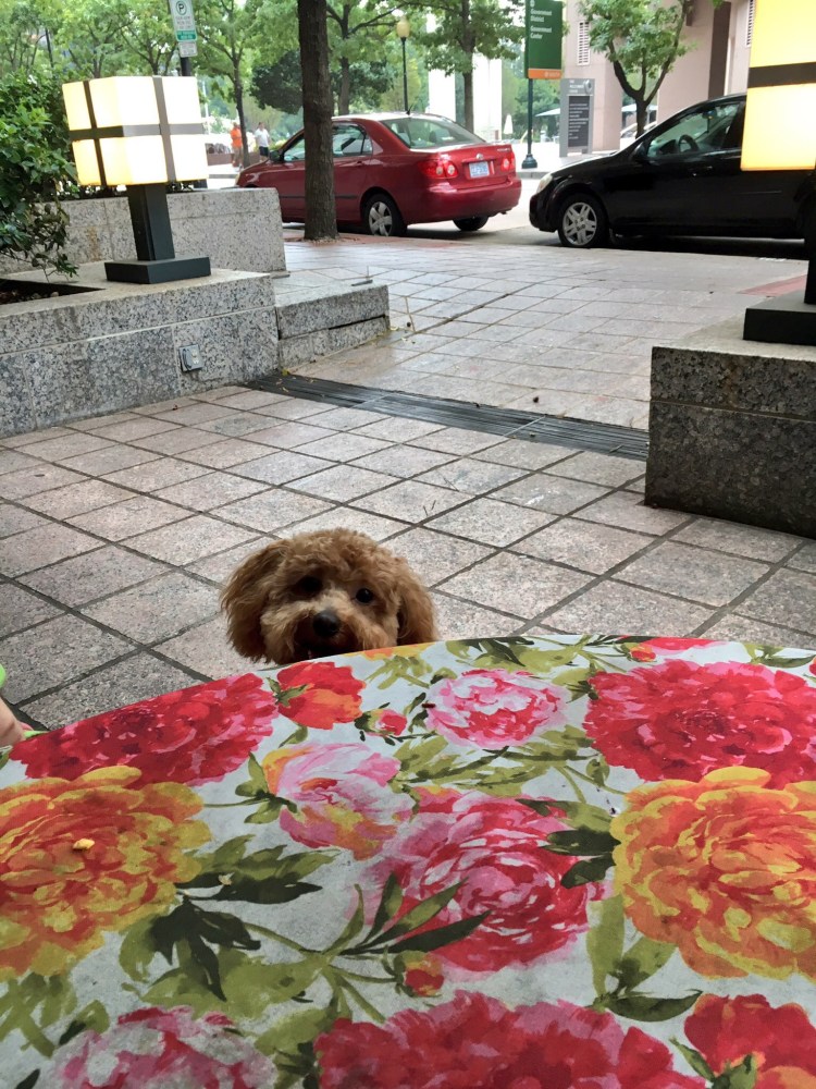 Puppy peeking over table at Amélie's