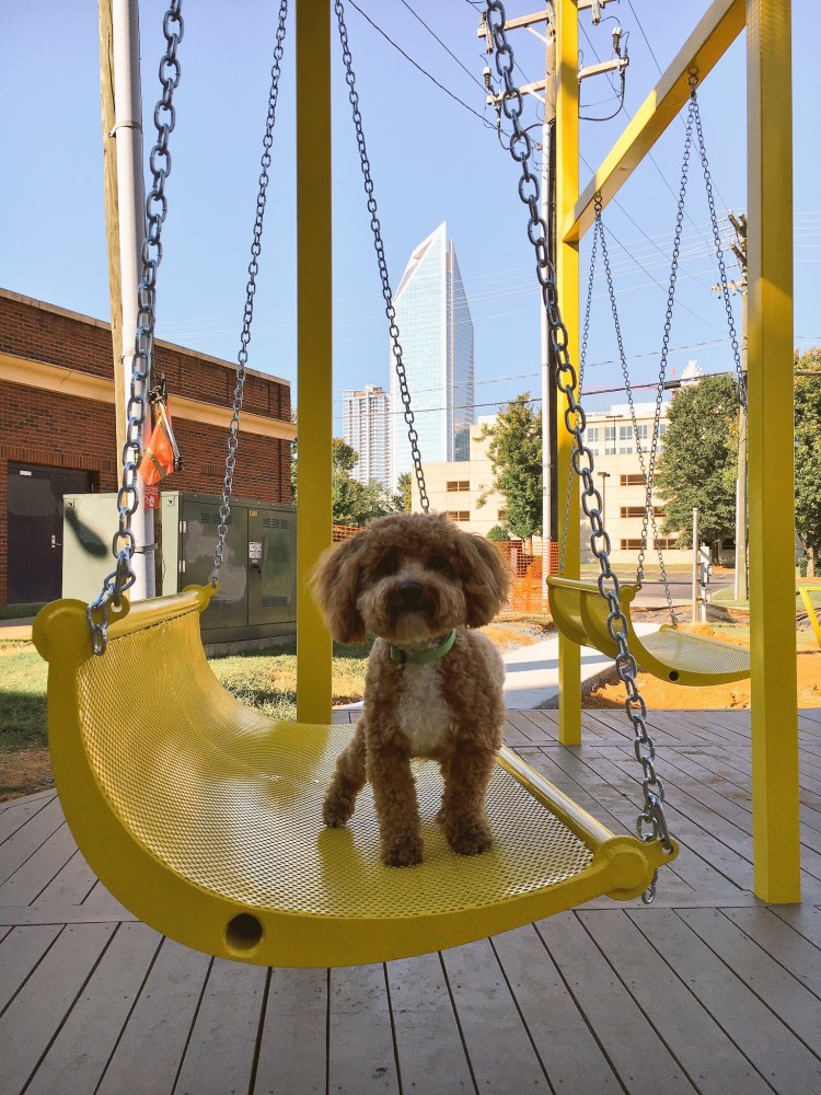Bichpoo puppy in Charlotte, NC