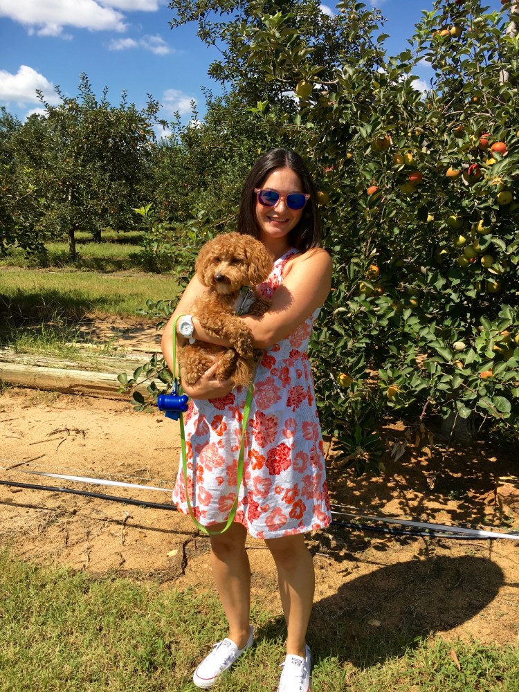 Puppy at Windy Hill Orchards in York, SC