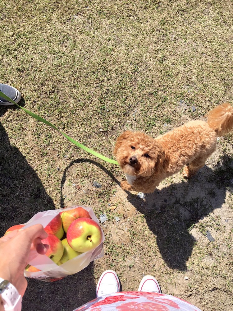 Pick your own apples at Windy Hill Orchard
